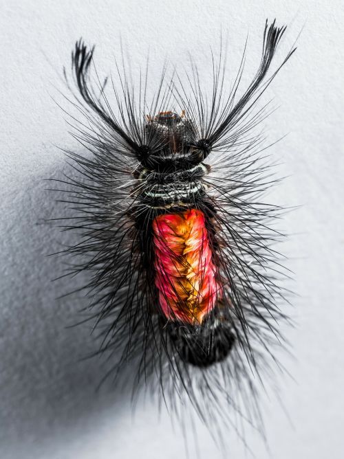 caterpillar hairy prickly