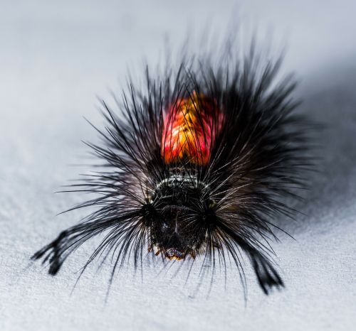 caterpillar hairy prickly