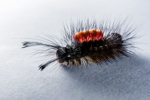 caterpillar hairy prickly