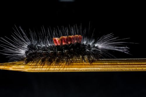 caterpillar hairy prickly