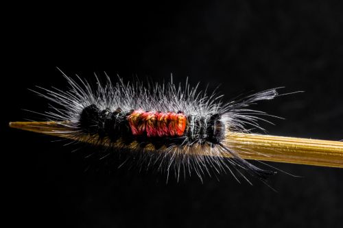 caterpillar hairy prickly