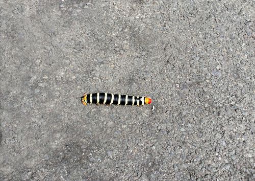 caterpillar road