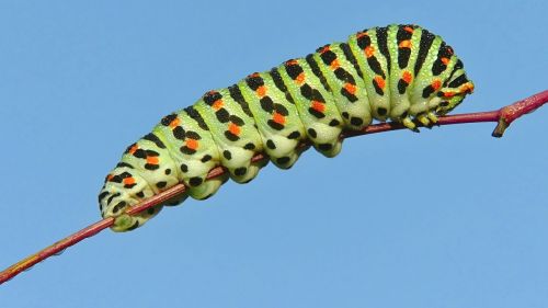 caterpillar insect larva