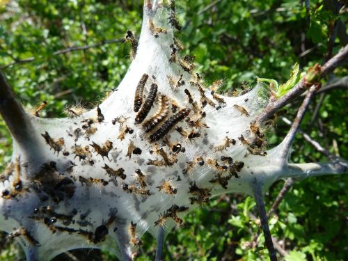 caterpillar insects nest