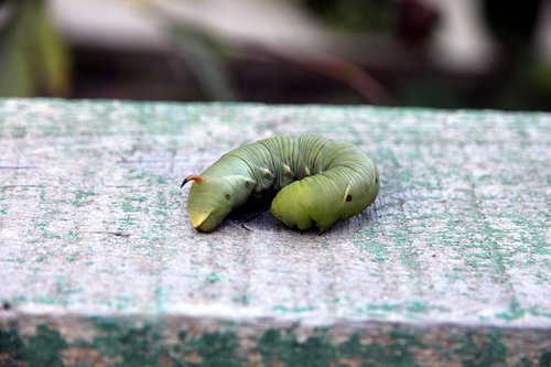 caterpillar  hyles  insect