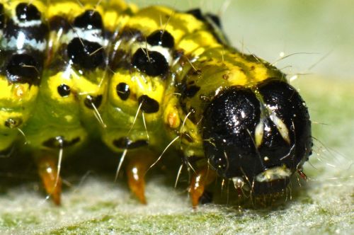 caterpillar bug animal