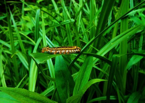 caterpillar at grass