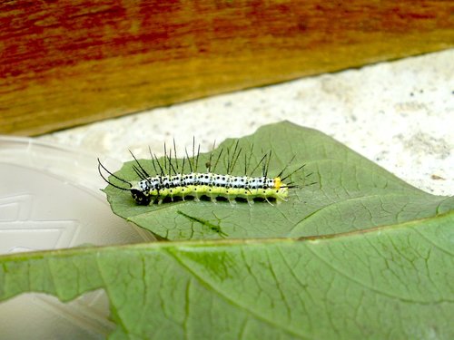 caterpillar  green  yellow