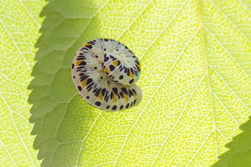 caterpillar  insect  palaeo cimbex quadrimaculatus