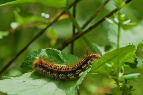 caterpillar  bombyx  nature