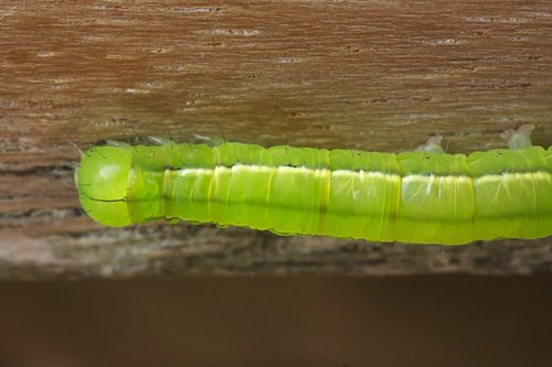 caterpillar  tensioner crawler  hairy