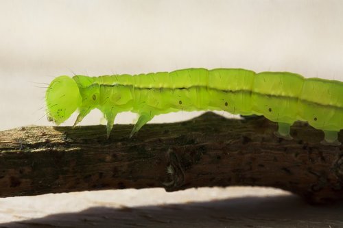 caterpillar  tensioner crawler  hairy