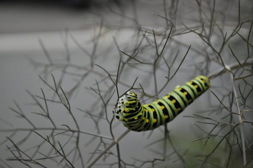 caterpillar  destruction  pest