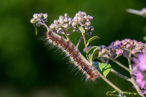 caterpillar  larva  insect