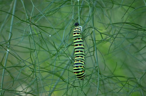 caterpillar  butterfly  fennel