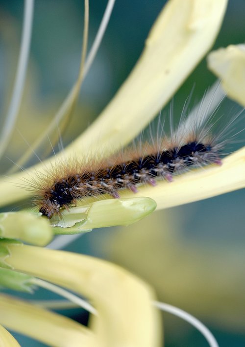 caterpillar  garden  hairy
