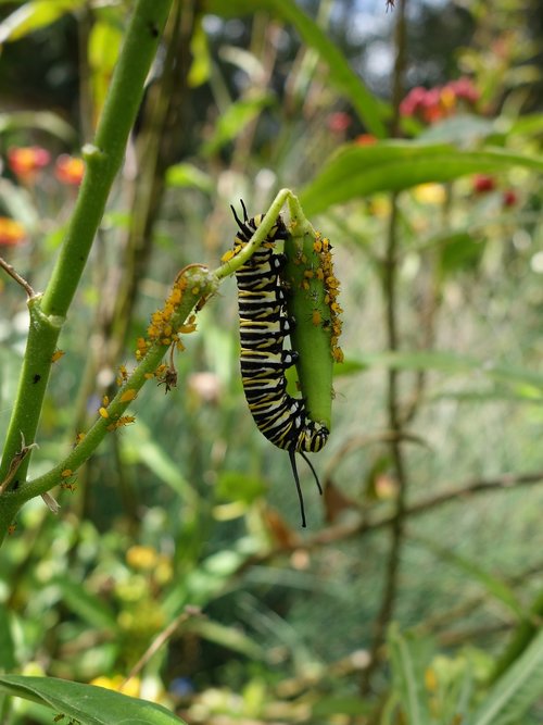 caterpillar  monarch  garden