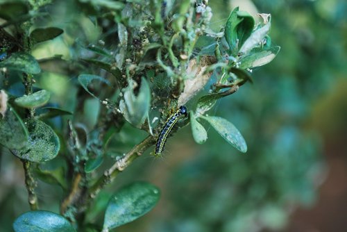 caterpillar  nature  insect