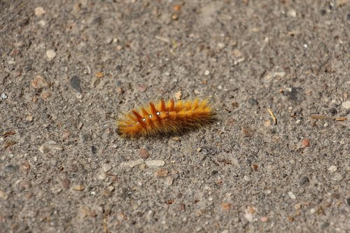 caterpillar  nature  insect