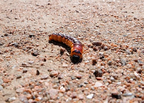 caterpillar  medvedka  insect