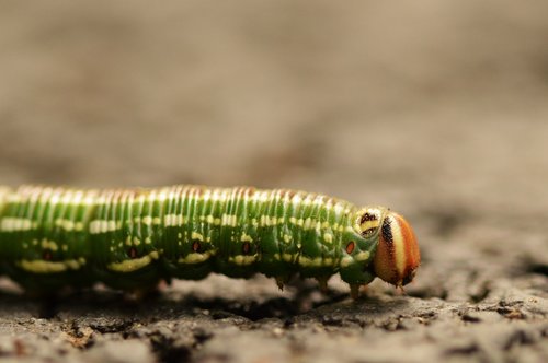 caterpillar  macro  insect