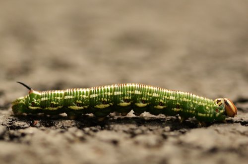 caterpillar  macro  insect