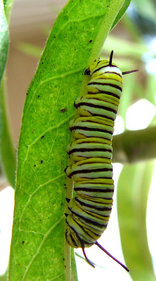 caterpillar  bright  leaf