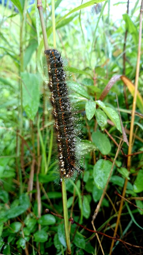 caterpillar  grass  summer