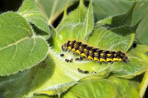 caterpillar  yellow  insect