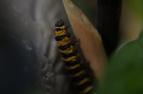 caterpillar  plant  nature