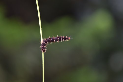 caterpillar  macro  doğa