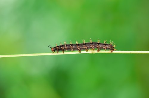 caterpillar  macro  wallpaper
