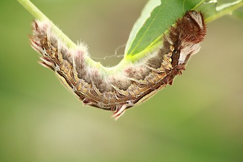 caterpillar  nature  outdoor