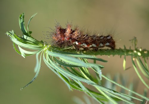 caterpillar  wet  drops