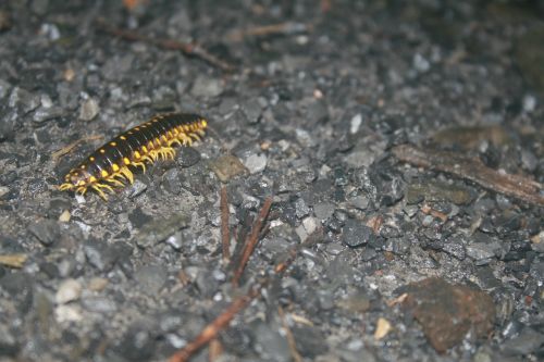 caterpillar insect gravel