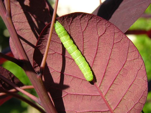 caterpillar  leaf  nature