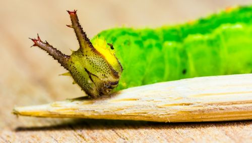 caterpillar green head