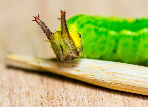 caterpillar green head