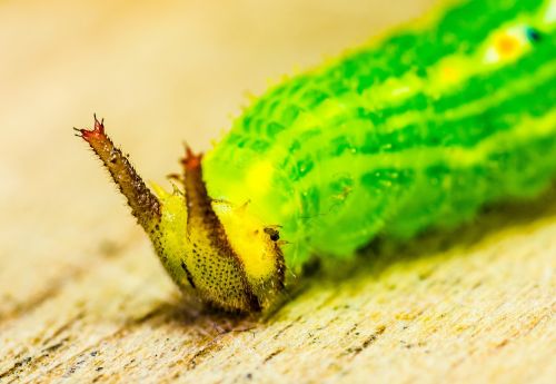 caterpillar green head