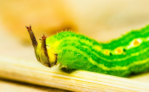 caterpillar green head
