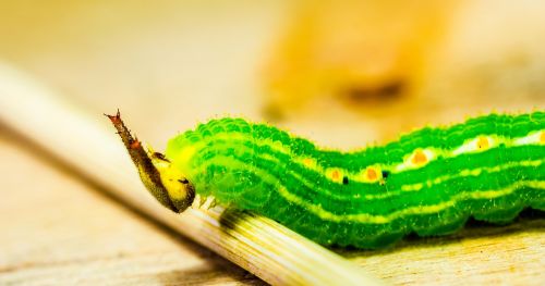 caterpillar green head