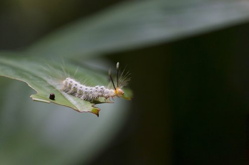 caterpillar  sheet  nature