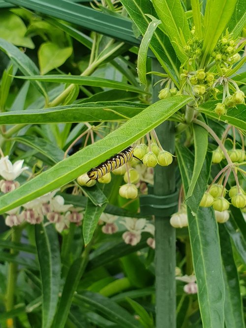 caterpillar  monarch  butterfly
