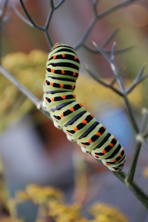 caterpillar  interesting  outdoors