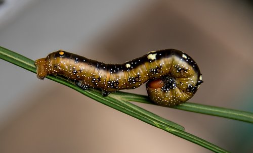 caterpillar  insect  legs