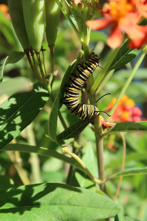caterpillar  monarch  monarch caterpillar