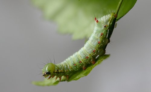 caterpillar  larva  moth