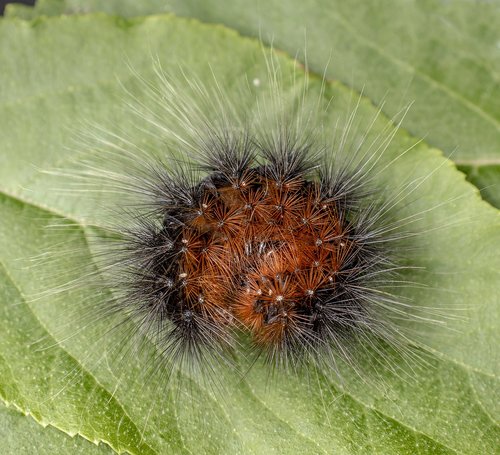 caterpillar  larva  moth