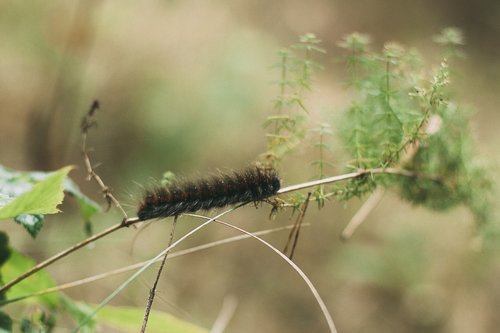 caterpillar  macro  forest