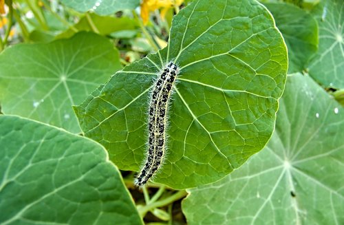 caterpillar  insect  green